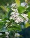 Black Chokeberry